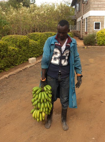 BOUNTIFUL BANANAS